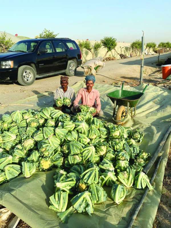 زهرة الثلج... تنمو في عز الحرّ بالوفرة