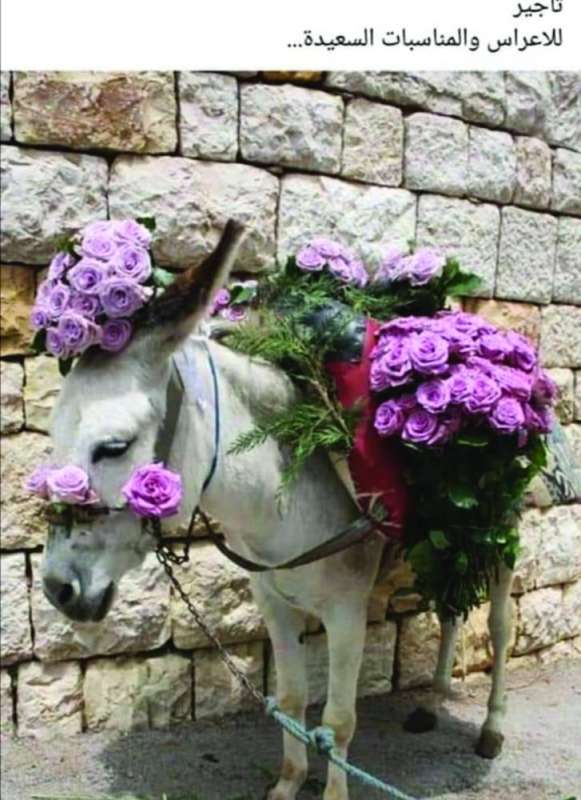 
حمار... الأعراس
