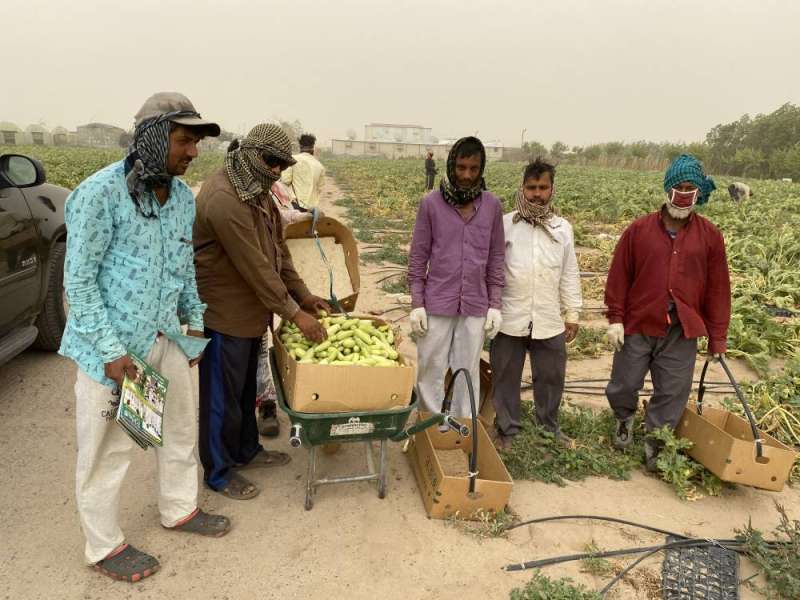 عمال يجمعون الكوسا الحقلية في الحرّ
