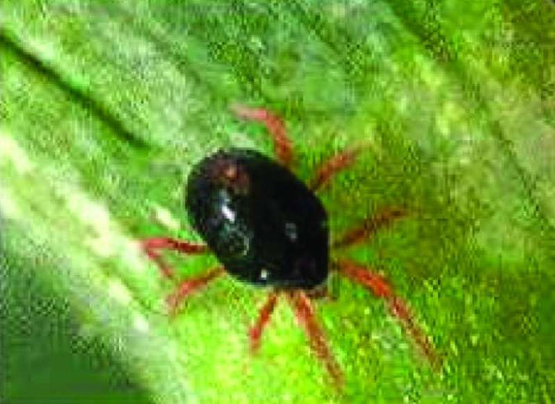 حشرة حلم الغبار (التي يسميها البعض العثة أو القراد)
