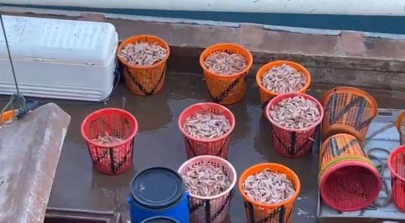 كميات من الروبيان المصادر