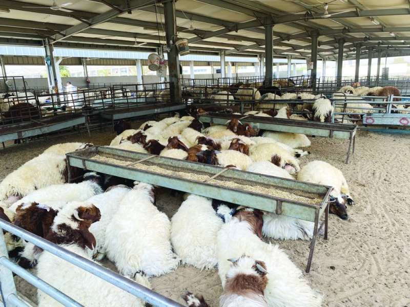 وفرة الأغنام عدلت الأسعار 