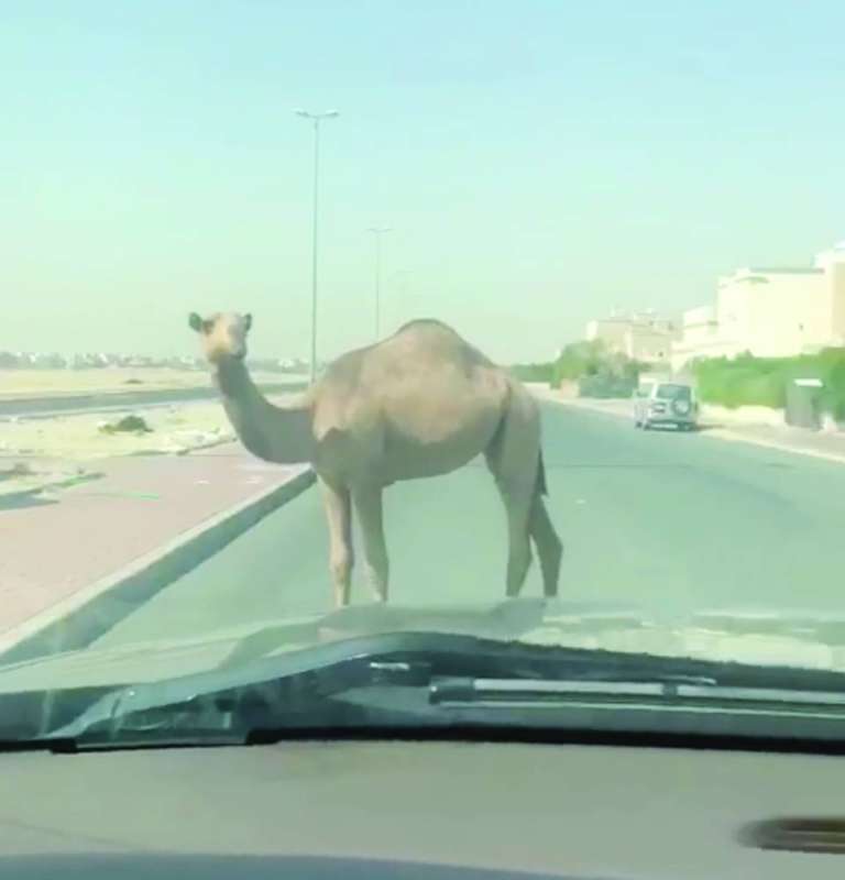 
الإبل تسرح في الشوارع