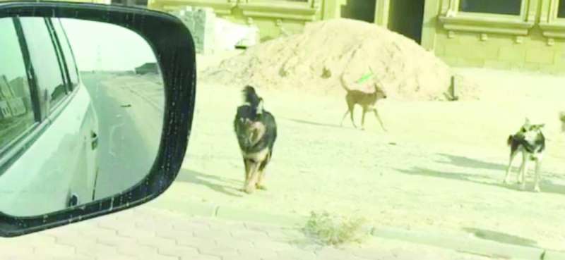 
الكلاب الضالة تهاجم المارة
