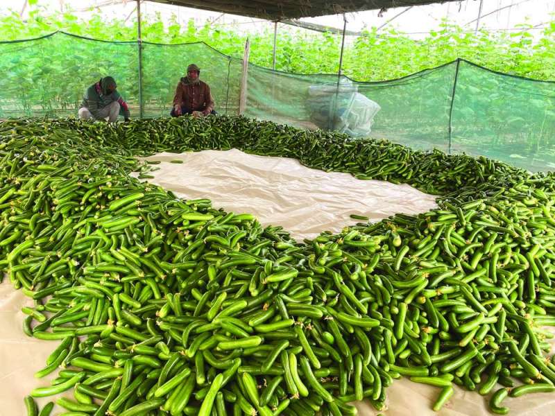 الخيار محصول دائم في الكويت
