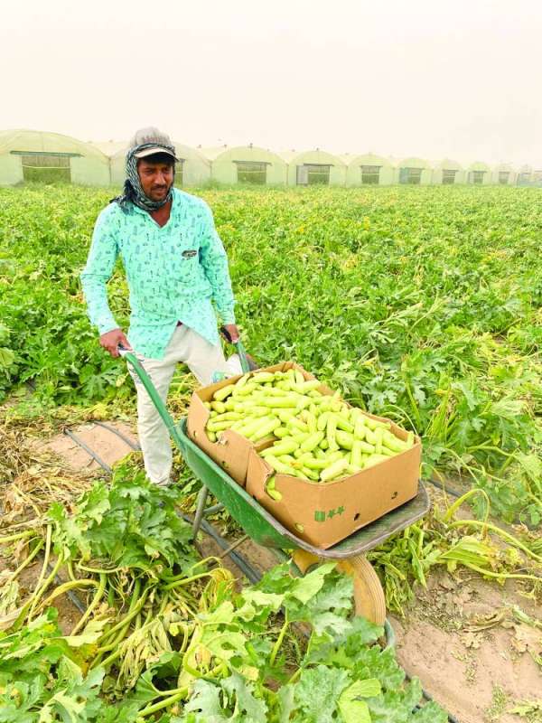 كوسا كويتية
