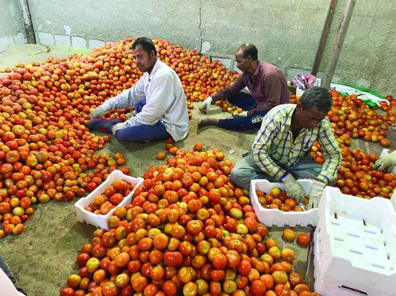 طماطم طازجة
