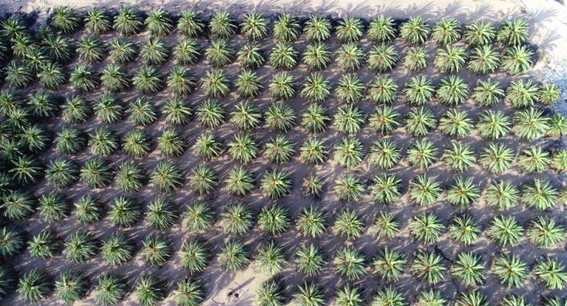 أشجار النخيل في الكويت أينع إنتاجها (تصوير: أسعد عبدالله)