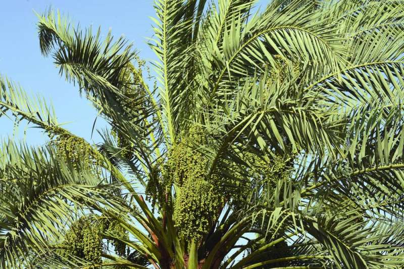 التمور المحلية في السوق قريباً