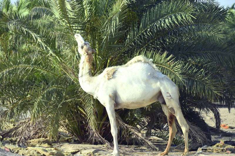 وللإبل من التمور نصيب