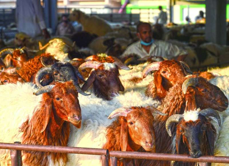 ارتفاع أسعار الأضاحي عشية العيد 	 (تصوير أسعد عبدالله)