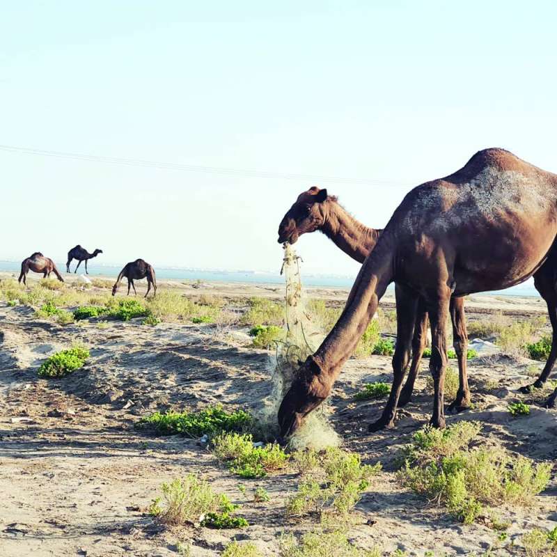 
جمال تقتات على شباك صيد
