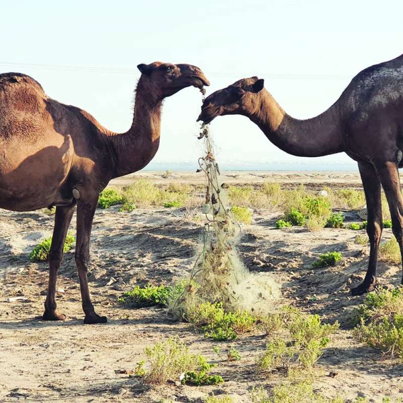 
من ترك شباك صيد الأسماك على الشاطئ؟