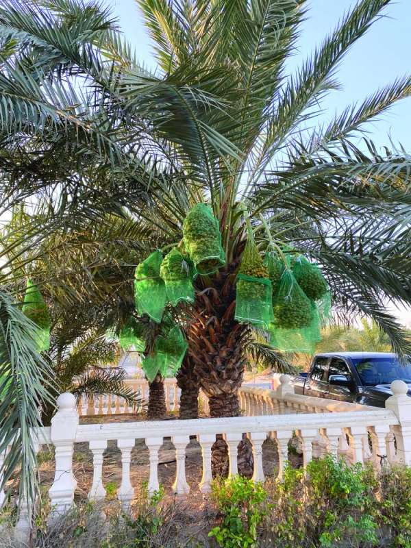 نخيل السلطان