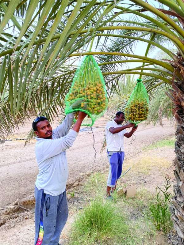 جني البرحي في الكويت