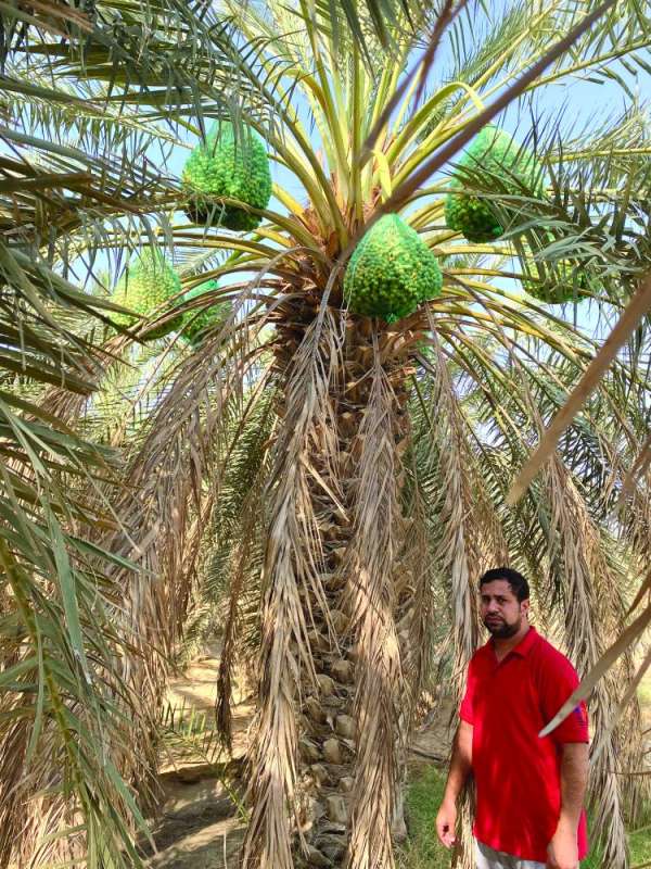 نخيل الشلاحي في العبدلي