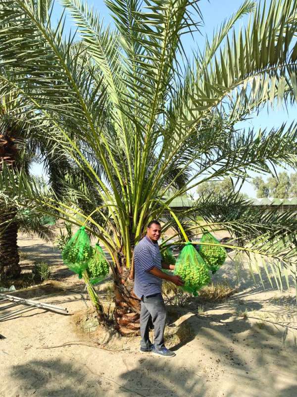 وضع البلح الأخضر في شباك تساعده على النضج