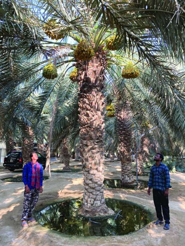 أكل البلح حلو لكن النخل مرتفع