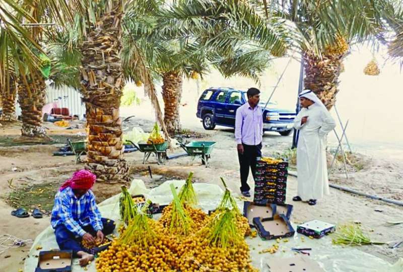 تعبئة البرحي تحتاج عمالة كثيرة