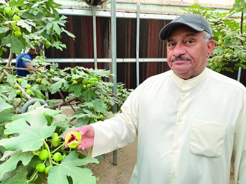 
تين جاسم الشهير في الكويت
