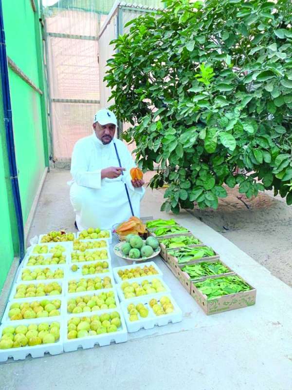  مزارع الكويت تجود بالتين والمانجو وفواكه أخرى 