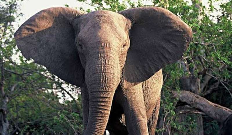 السلطات الإندونيسية توقف خمسة رجال لتورطهم في قطع رأس فيل
