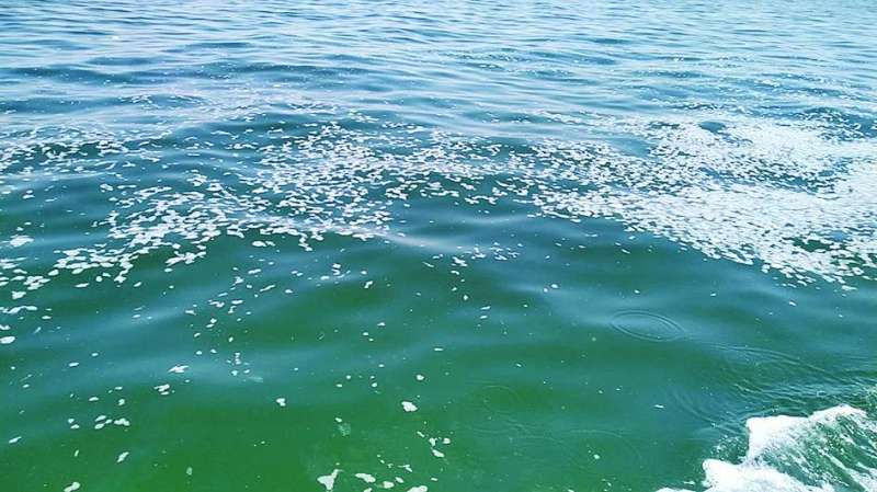 
نفوق كميات كبيرة من الأسماك
