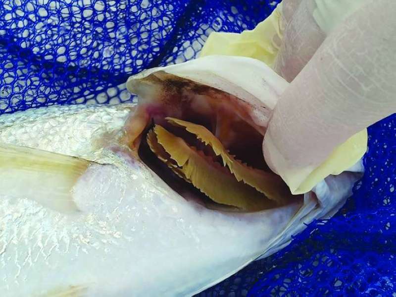 
فحص سمكة نافقة
