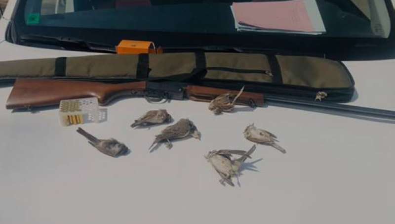 «البيئة» تضبط صائد الطيور المهاجرة 
