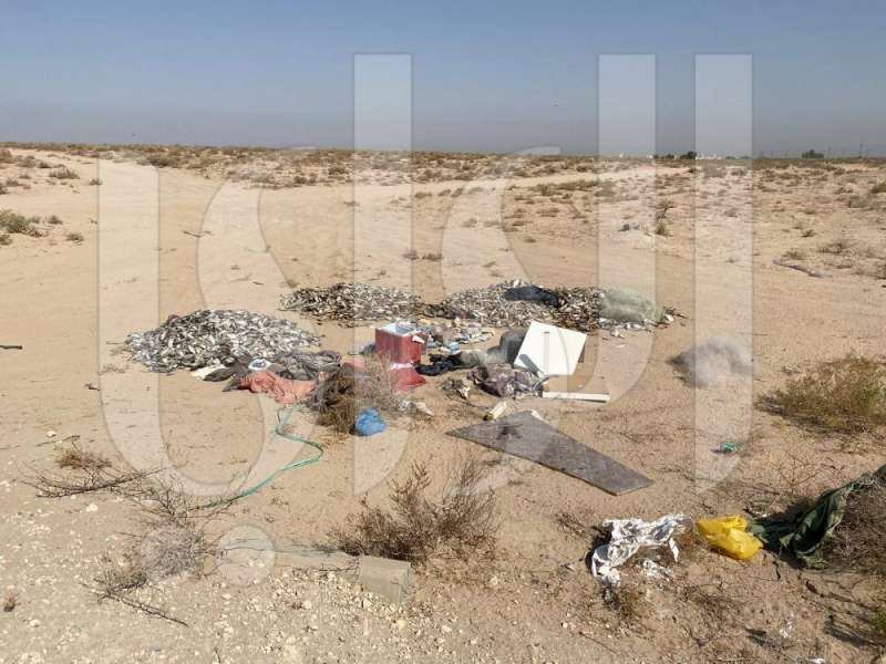 أسماك ملقاة في البر