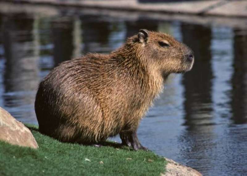 خنزير الماء