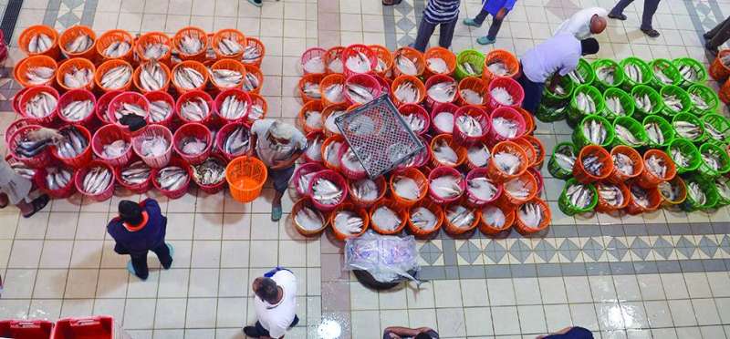 سلال الأسماك 