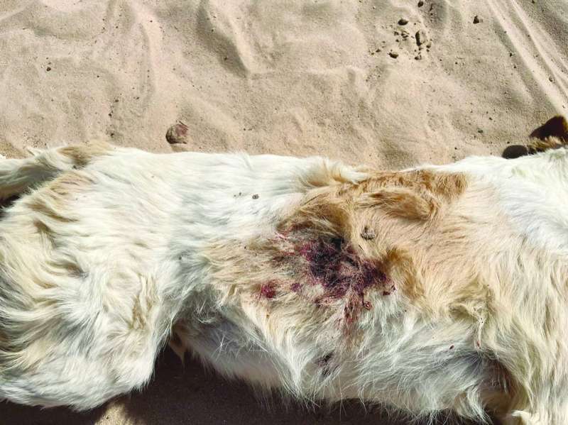 
آثار الطلقات على جسد أحد الكلاب
