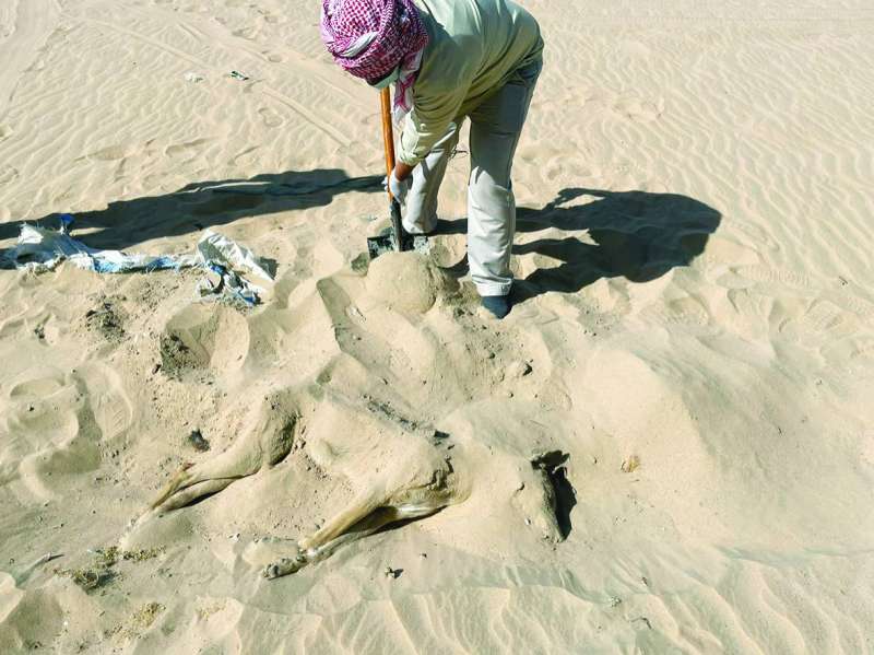 
دفن الكلاب المقتولة