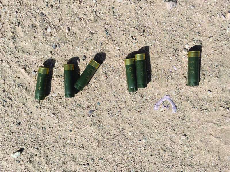 
الطلقات التي استهدفت الكلاب
