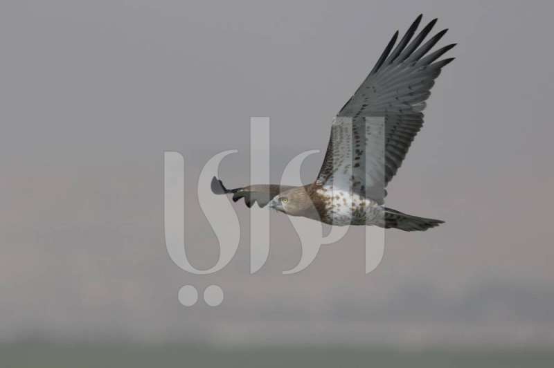  «برّ كاظمة» يحتضن الهجرة الكبرى للعقبان 
 