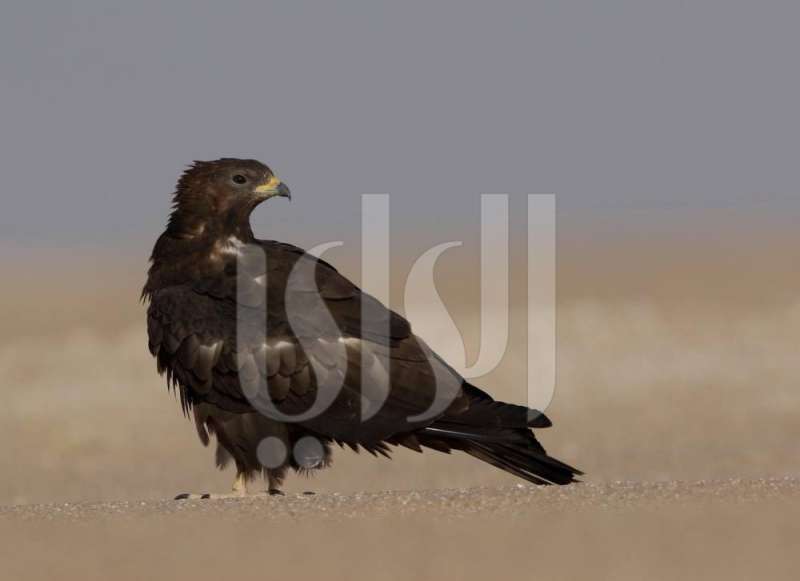  «برّ كاظمة» يحتضن الهجرة الكبرى للعقبان 
 