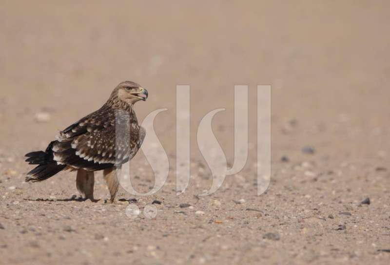  «برّ كاظمة» يحتضن الهجرة الكبرى للعقبان 
 