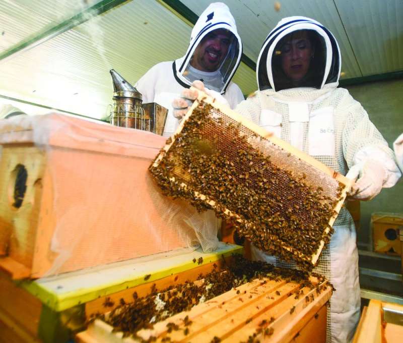 هيلاري تفحص إحدى خلايا النحل
