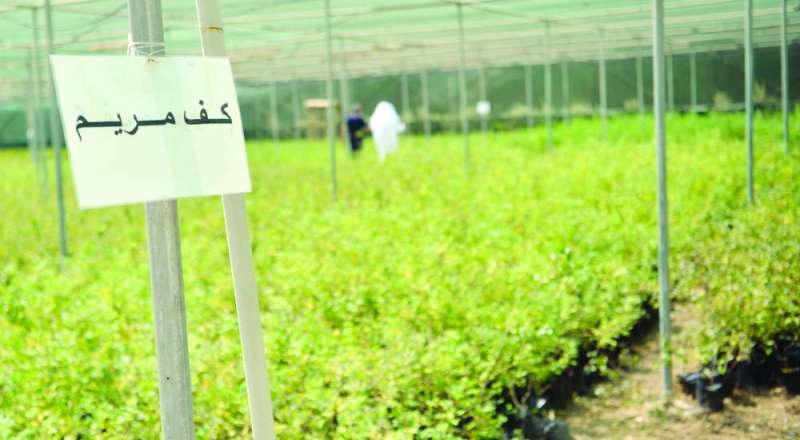 شتلات «كف مريم»