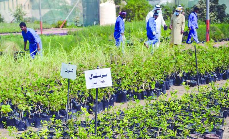 شتلات البرتقال والتوت