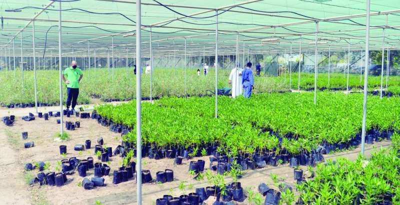 جانب من مشاتل العمرية التابعة لـ «هيئة الزراعة» (تصوير نايف العقلة)