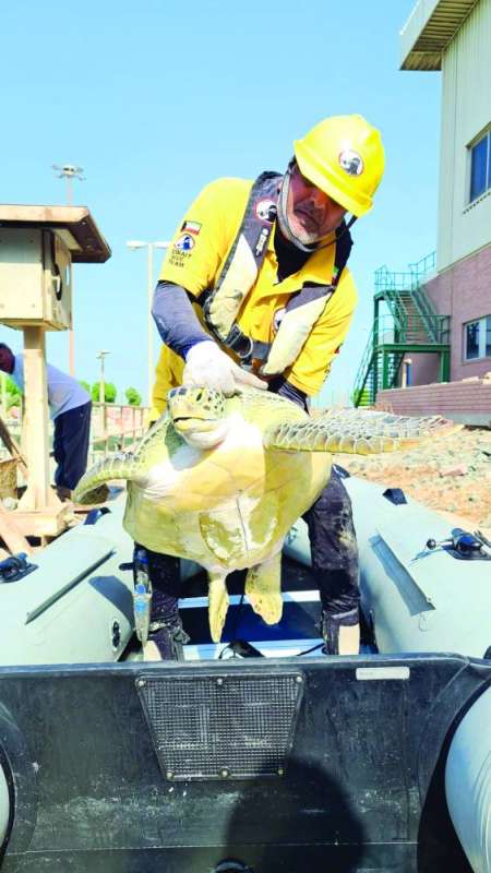 وليد الفاضل ممسكاً بإحدى السلحفاتين بعد إنقاذها