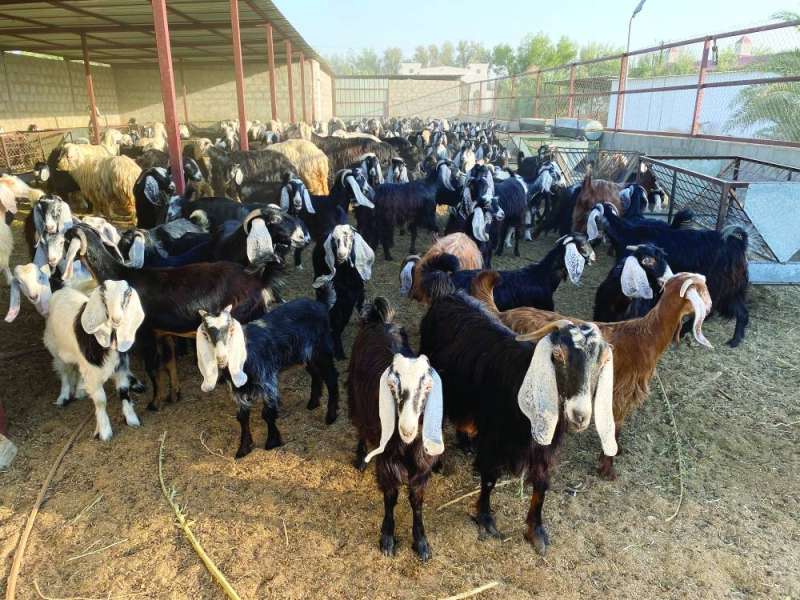 تربية الأغنام والمعز بحاجة إلى رعاية بيطرية
