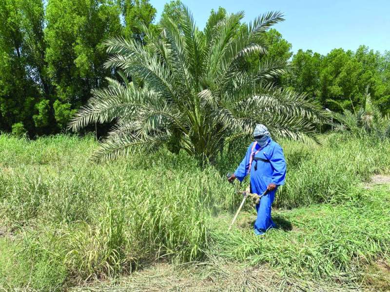 العلف الأخضر… ضروري لتغذية المواشي