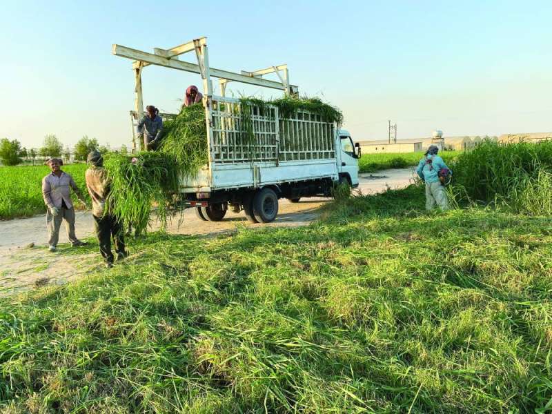 «البلوبنك» لتغذية الحيوانات