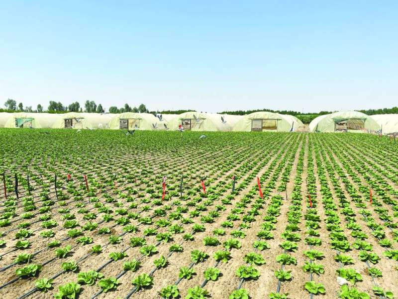 زراعة الخس في الحقول المكشوفة