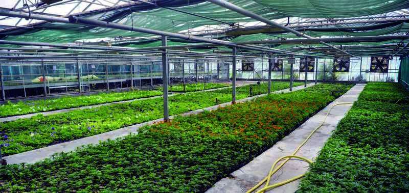 «الزراعة»: مشتل العمرية مفتوح للجميع وفق الحجز المسبق 
 