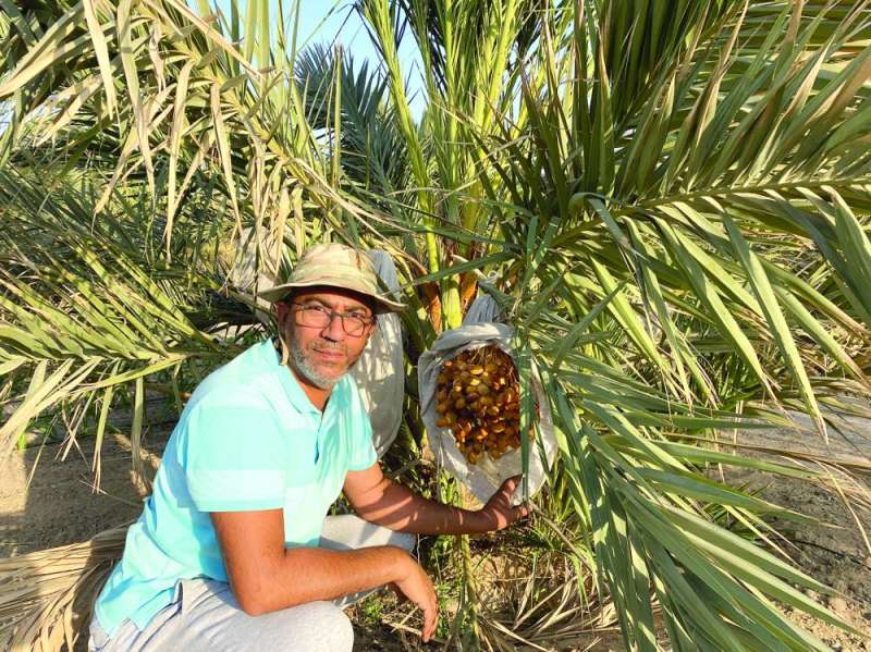 المزارع أحمد المزيعل شغوف بزراعة النخيل وإنتاج التمور