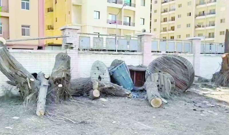 الأشجار المقطوعة من دون علم «البيئة»

